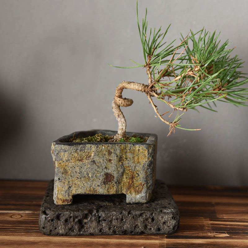 Basalt Natural Stone Flower Po - огляд і ціна Desk Setup Plant